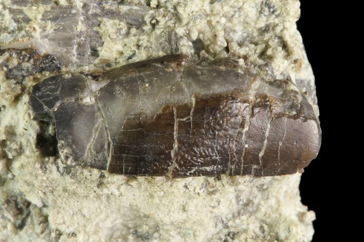 Rare, Apatosaurus Tooth in Matrix - Colorado #19340